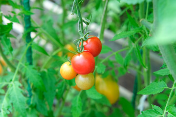 Fresh green and red tomatoes growing and ripening on a vine. Close-up view of tomato plant with juicy tomato cluster. Homegrown healthy food. Gardening, control examining harvesting of organic produce