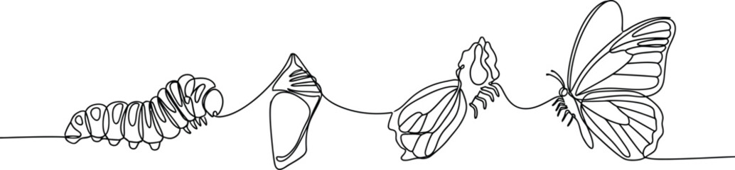 Continuous line drawing of butterfly life cycle metamorphosis stages