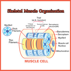 Skeletal Muscle Cell Diagram – Labeled Anatomy Chart for Biology and Medical Education