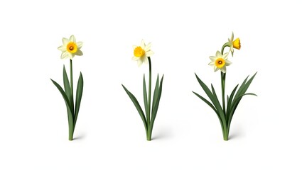 Photorealistic image of a Narcissus flower and plant isolated on white. Bright trumpet-shaped bloom with long green leaves. Botanical macro with soft light and natural detail.