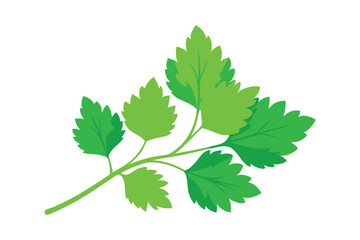 fresh green leaves of coriander on white backgroun