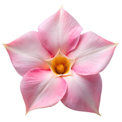 A beautiful pink mandevilla flower isolated on transparent background