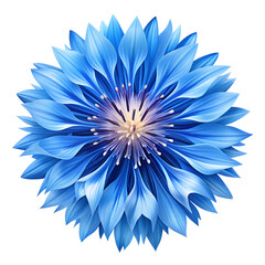 A beautiful blue cornflower with intricate petals is isolated on transparent background