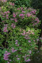 Blooming Weigela Bristol Ruby. Selective focus and close-up of beautiful bright pink Weigela flowers on blurred green background in ornamental garden. Selective focus. Nature concept for design