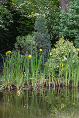 Serene pond scene with lush green foliage in background and vibrant yellow iris pseudacorus (yellow flag, yellow iris) flowers growing along water's edge, reflecting beautifully on calm surface.