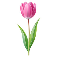 A single pink tulip flower with green leaves isolated on transparent background