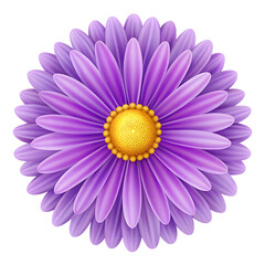 A vibrant purple daisy flower with a yellow center is isolated on transparent background