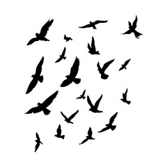 Flock Flying Birds Black Set Clipart White Background