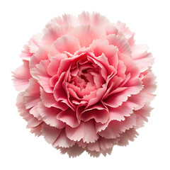 A layered pink carnation flower with ruffled petals is isolated on transparent background
