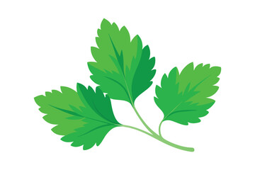 Fototapeta premium Coriander green leaf isolated on white background