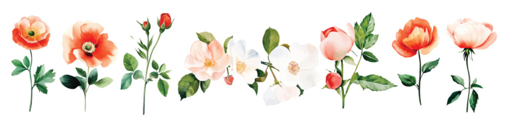 Fototapeta premium Wild Field flowers Watercolor illustration Botanical collection of garden plants. Set different wild flowers, branches, herbs and leaves for bouquets and other natural elements for cards and invintati