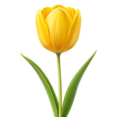 A single yellow tulip with green leaves is isolated on transparent background