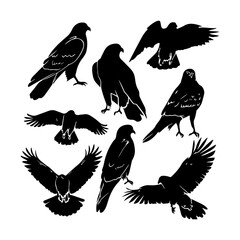 Obraz premium Hawk Bird Flying Silhouettes Clipart White Background