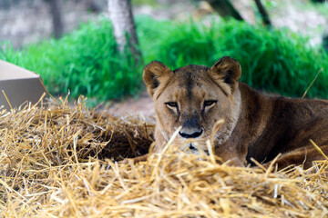 Lioness in enclosure resting on straw