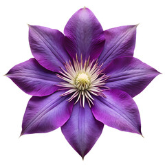 A vibrant purple clematis flower, isolated on transparent background, showcasing its intricate details and delicate petals