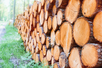 Stack of felled logs in forest environment