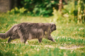 Fluffy gray cat outdoors in a field