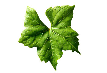 vine leaf isolated on transparent background