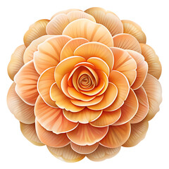 A captivating orange flower blooms in a layered spiral pattern, isolated on transparent background