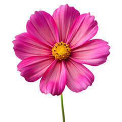 A vibrant pink cosmos flower with a yellow center is isolated on transparent background