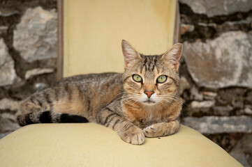 European tabby cat lounging comfortably on a bright yellow chair, gazing forward with striking...