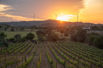 Rows of lush grapevines stretch across the landscape, with wind turbines silhouetted against a vibrant sunset sky, blending nature and technology