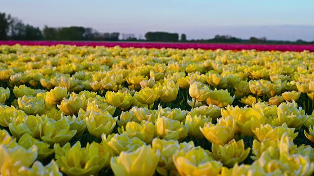 Colorful Tulip Fields in the Netherlands