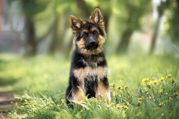 long haired german shepherd puppy sits outdoors on grass