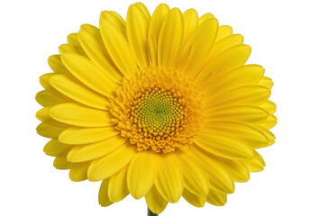 A vibrant yellow gerbera daisy in full bloom, isolated on transparent background, showcases its bright petals and cheerful disposition