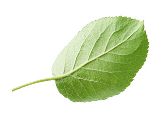 One green apple tree leaf isolated on white