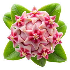 A cluster of pink and red hoya flowers, starshaped and delicate, are beautifully displayed isolated on transparent background