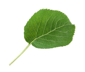 One green apple tree leaf isolated on white