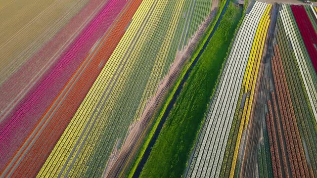 Aerial view of tulip fields in the Netherlands