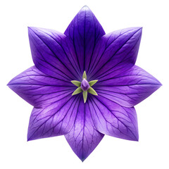A captivating purple platycodon flower with numerous petals, isolated on transparent background