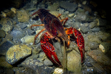 Red swamp crayfish (Procambarus clarkii) in its natural underwater habitat. Close-up view of its vibrant claws and detailed exoskeleton on rocky or vegetated substrate