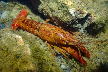 Bright orange-red morph of Procambarus clarkii in underwater habitat. This invasive crayfish species shows a wide range of color variations depending on environment and molt stage