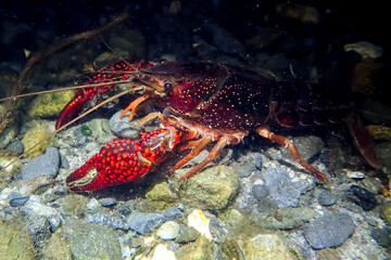 Red swamp crayfish (Procambarus clarkii) in its natural underwater habitat. Close-up view of its vibrant claws and detailed exoskeleton on rocky or vegetated substrate