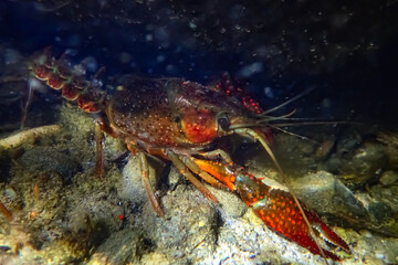 Red swamp crayfish (Procambarus clarkii) in its natural underwater habitat. Close-up view of its vibrant claws and detailed exoskeleton on rocky or vegetated substrate