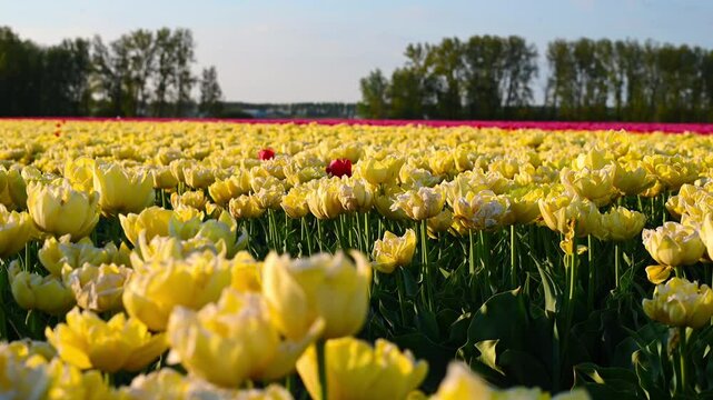 Colorful Tulip Fields in the Netherlands