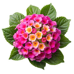 Obraz premium vibrant,colorful,beautiful,flowering,botanical,lush,detailed,ornate,radiant,botanical garden,macro,high detail,stunning,intricate,dramatic lighting,soft focus,elegant,luxurious 