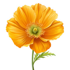 A bright orange poppy flower with a green stem and leaf is isolated on transparent background