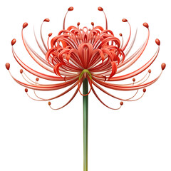 A vibrant red spider lily flower with a green stem is isolated on transparent background