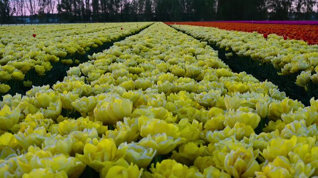 Colorful Tulip Fields in the Netherlands