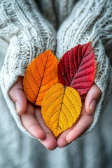 Cozy autumn lifestyle scene featuring person in warm knit sweater holding vibrant fall leaves, ideal for seasonal promotions and nature-inspired marketing