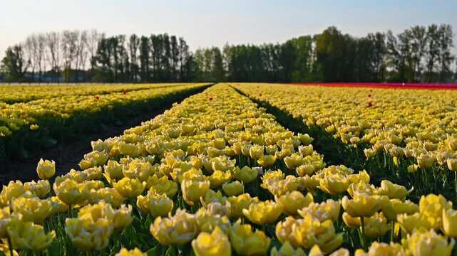 Colorful Tulip Fields in the Netherlands