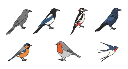 Naklejka premium Vector identify common bird species: crow, magpie, woodpecker, robin, bullfinch and swallow bird identification guide