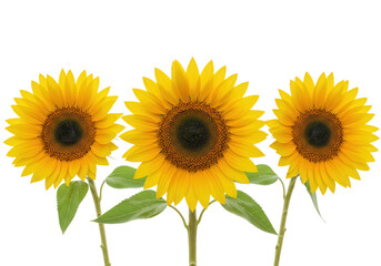 Obraz premium Three bright yellow sunflowers with green leaves are isolated on a transparent background