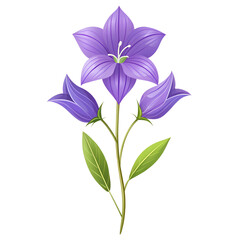 A beautiful purple bellflower with green leaves isolated on transparent background