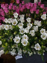 campanula flowers Often used as cut flowers, potted ornamental plants, or garden decorations on borders (garden edges). Suitable for classic European style gardens or cottage gardens.