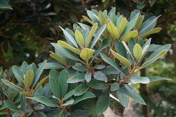 Obraz premium Crow ash tree foliage in summer
